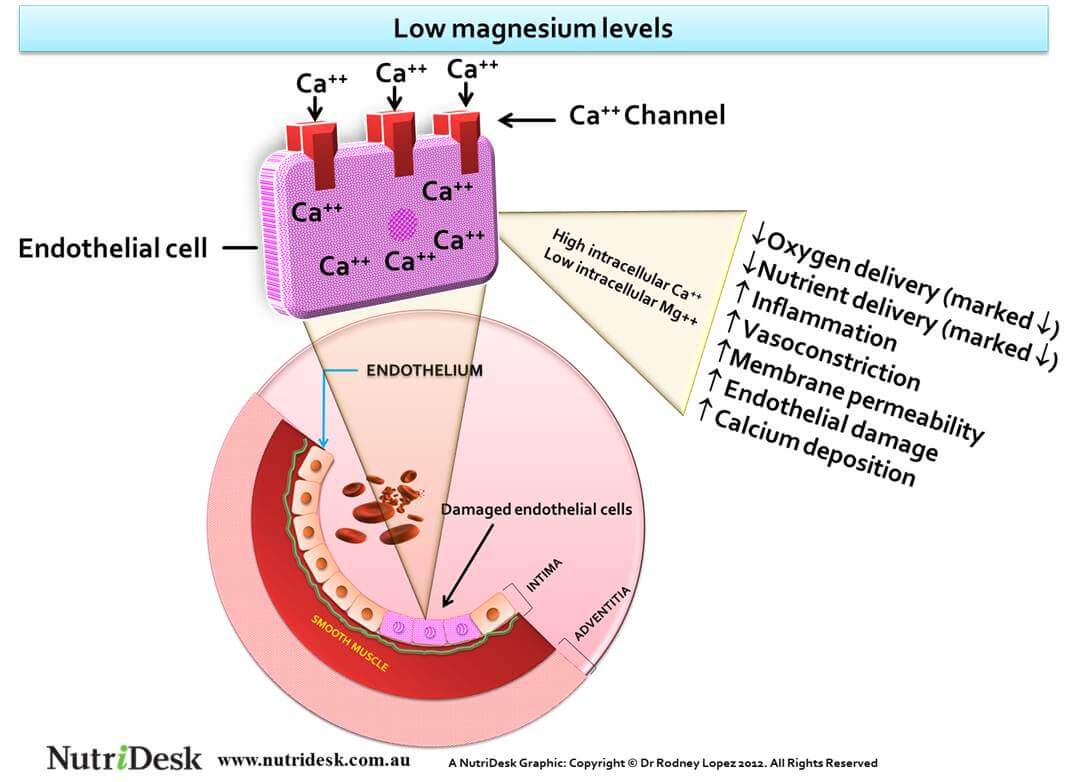 magnesium-low-intracellular-high-calcium-endothelial-damage